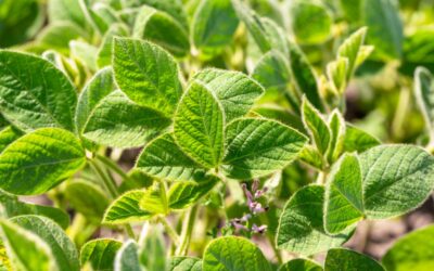 Grãos: safra brasileira é estimada em 317,5 milhões de toneladas.