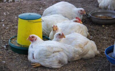 Mais de 2,5 milhões de aves foram abatidas na África do Sul