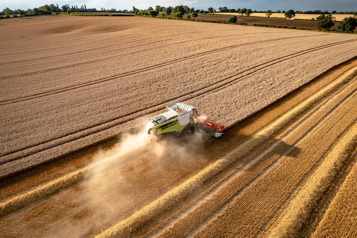 mini_wheat-harvest-2022-11-17-15-10-59-utc