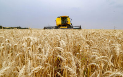 Início da semeadura pressiona preços do trigo no Brasil
