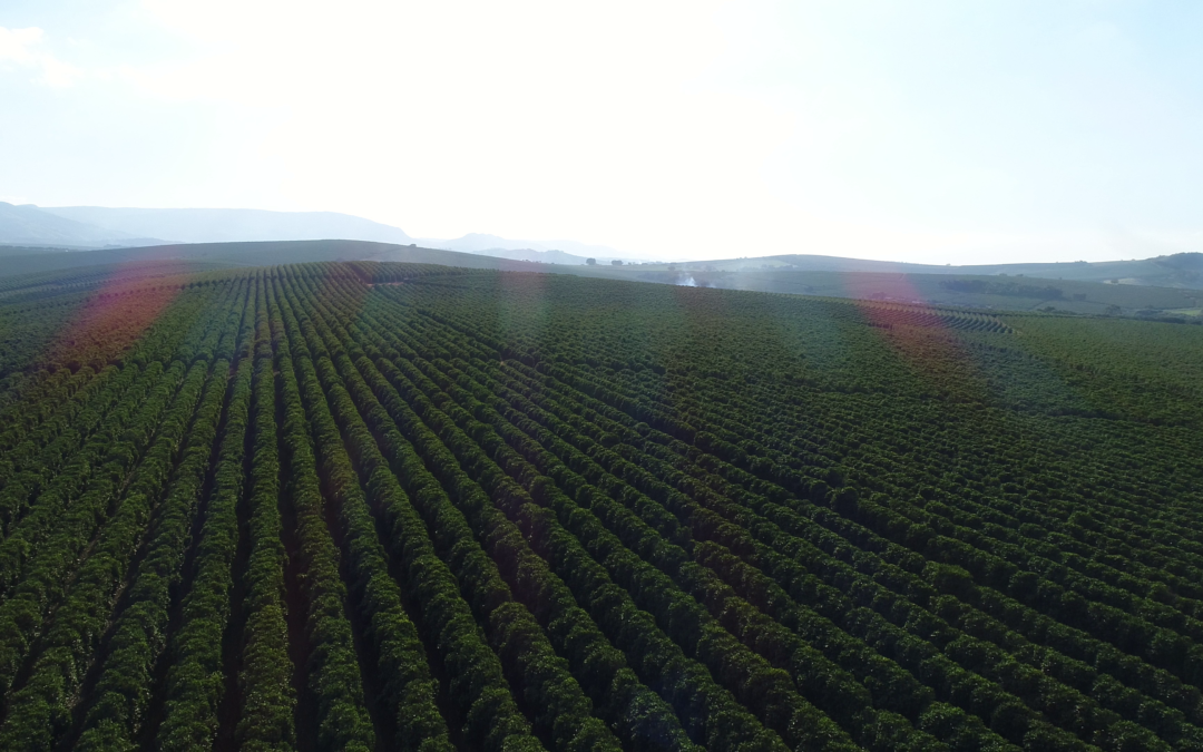 CAFÉ: Clima mantém safra 2024 incerta, segundo pesquisadores