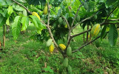 Plantio de árvores nativas da Amazônia recupera áreas de preservação