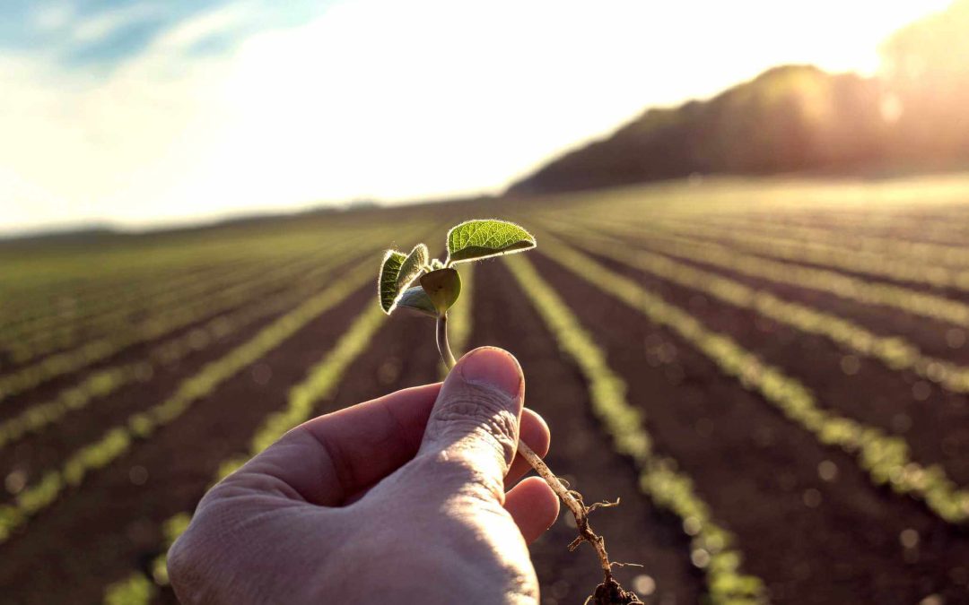 El Niño: Janela de plantio do milho segunda safra em risco