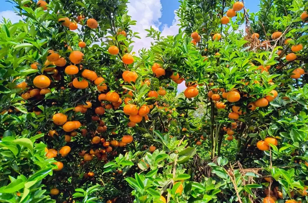 Produtores investem na citricultura de montanha em MG