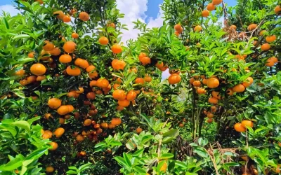 Produtores investem na citricultura de montanha em MG