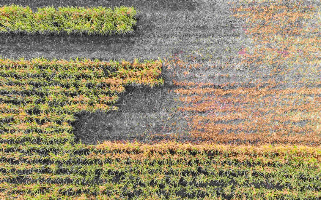 Estimativa da safra 23/24 de  Cana-de-Açúcar é reduzida