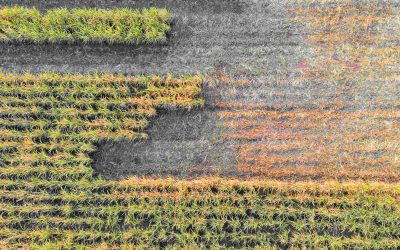 Estimativa da safra 23/24 de  Cana-de-Açúcar é reduzida