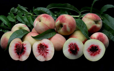 Nova variedade de pessegueiro disponibiliza frutos no fim do ano
