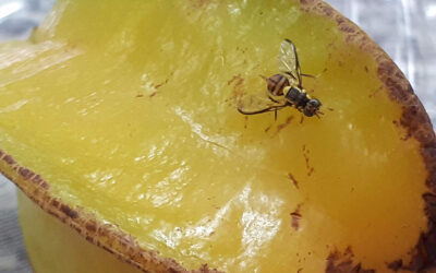 Embrapa descobre fungo com potencial para erradicar moscas-das-frutas