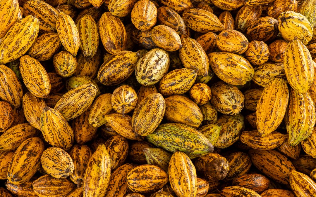 Cacau: documentário destaca produção sustentável do Brasil