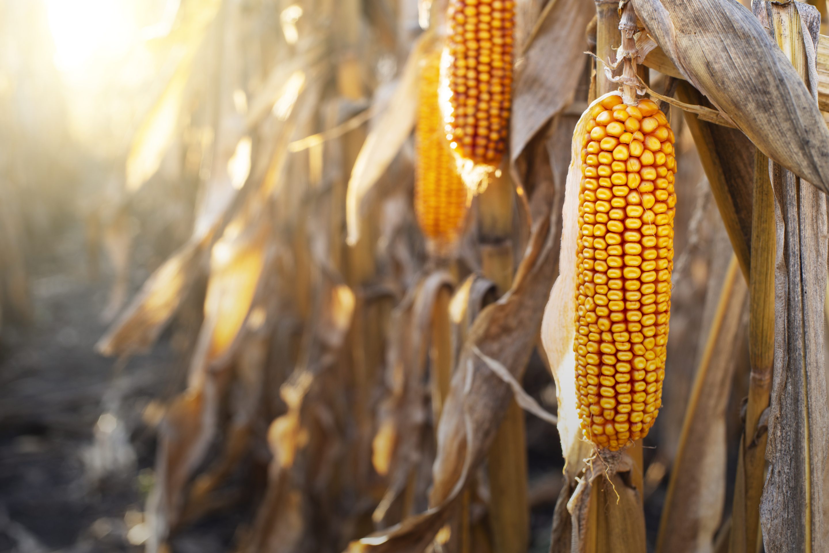 Dry corn stalks with cobs backlit by sun at fields autumn time