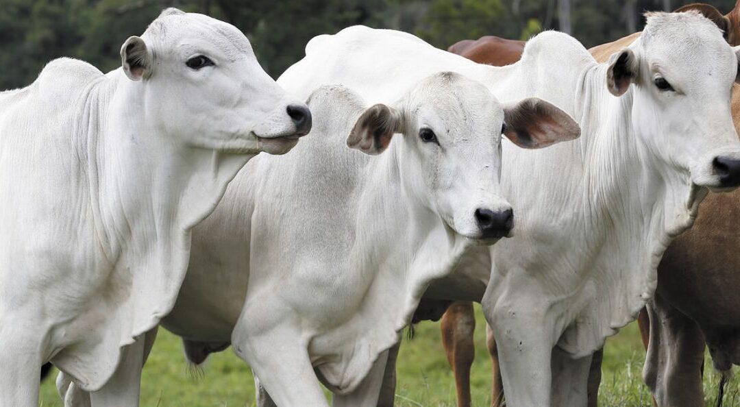 Inovações impulsionam pecuária sustentável no Brasil