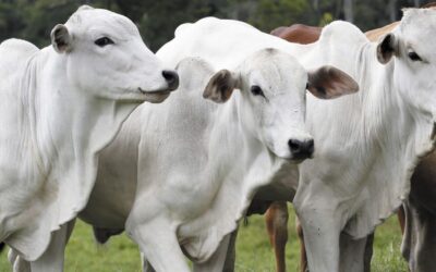 Inovações impulsionam pecuária sustentável no Brasil