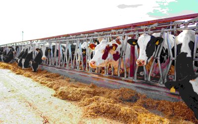 Cepea aponta novos recordes de importações de leite no Brasil