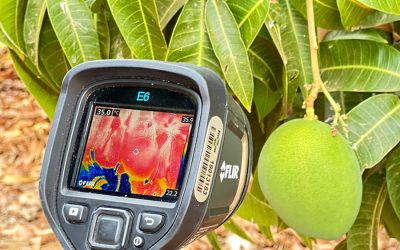 Embrapa desenvolve ações para reduzir excesso de calor nas plantas