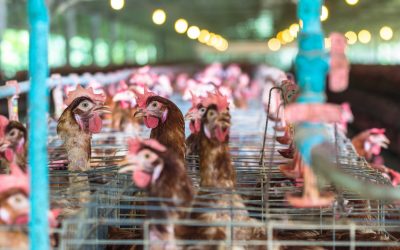 Avicultura: setor fecha 2023 com saldo positivo e boas expectativas