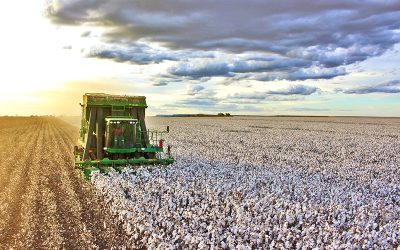Estabilidade nos preços do algodão brasileiro em 2025