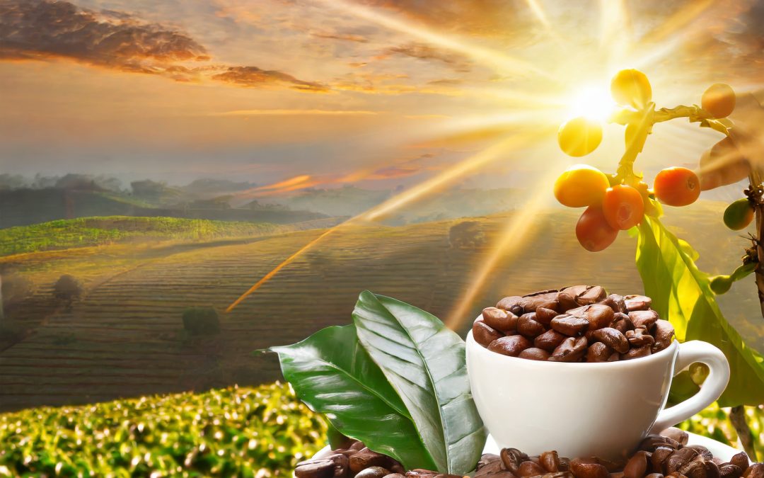 Preço do café arábica oscila em janeiro segundo Cepea