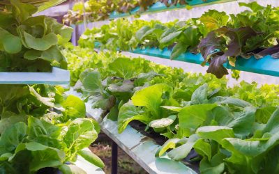 Desigualdade social desafia o Brasil para difundir tecnologias em campo