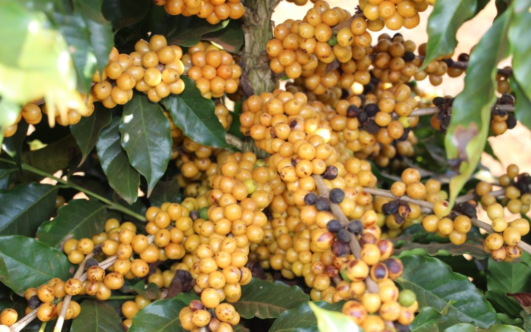 Cultivares de café: Paraíso 2 é destaque em pesquisa da Epamig