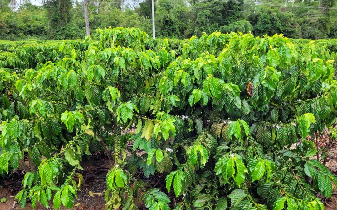 El Niño: quebra da safra do café Conilon pode chegar até 25%