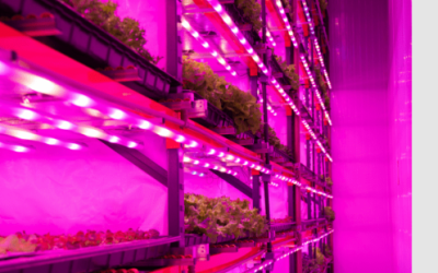 Fazenda Vertical: alternativa para contornar consequências das mudanças climáticas