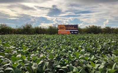 Embrapa lança novas cultivares de soja com alto potencial produtivo