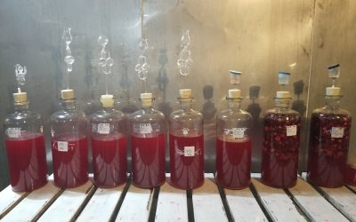 Embrapa: pesquisadores desenvolvem fermentado de acerola