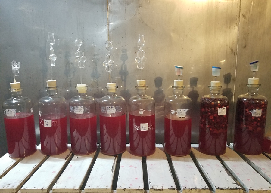 Embrapa: pesquisadores desenvolvem fermentado de acerola