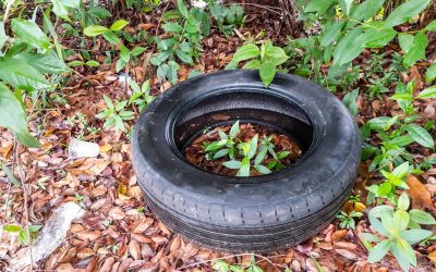 Combate a dengue nas propriedades rurais