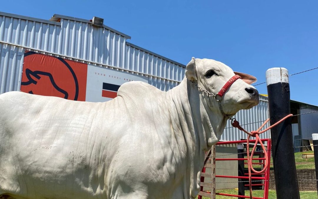 Show Rural: evento discute pecuária de alto rendimento
