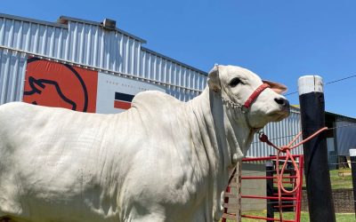 Show Rural: evento discute pecuária de alto rendimento