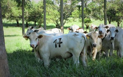 Pecuária: árvores no pasto melhoram ganho de peso e conforto térmico