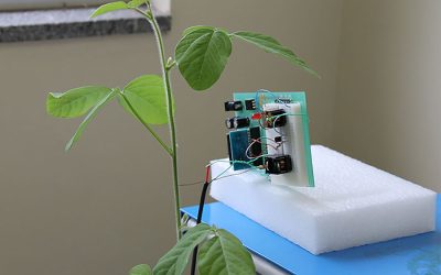 Cientistas usam sinais vibratórios para manejar percevejos nas lavouras