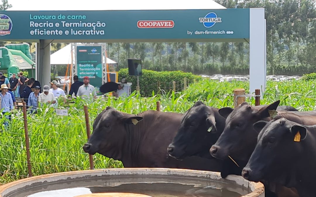 Projeto Lavoura de Carne na prática é apresentado durante Show Rural