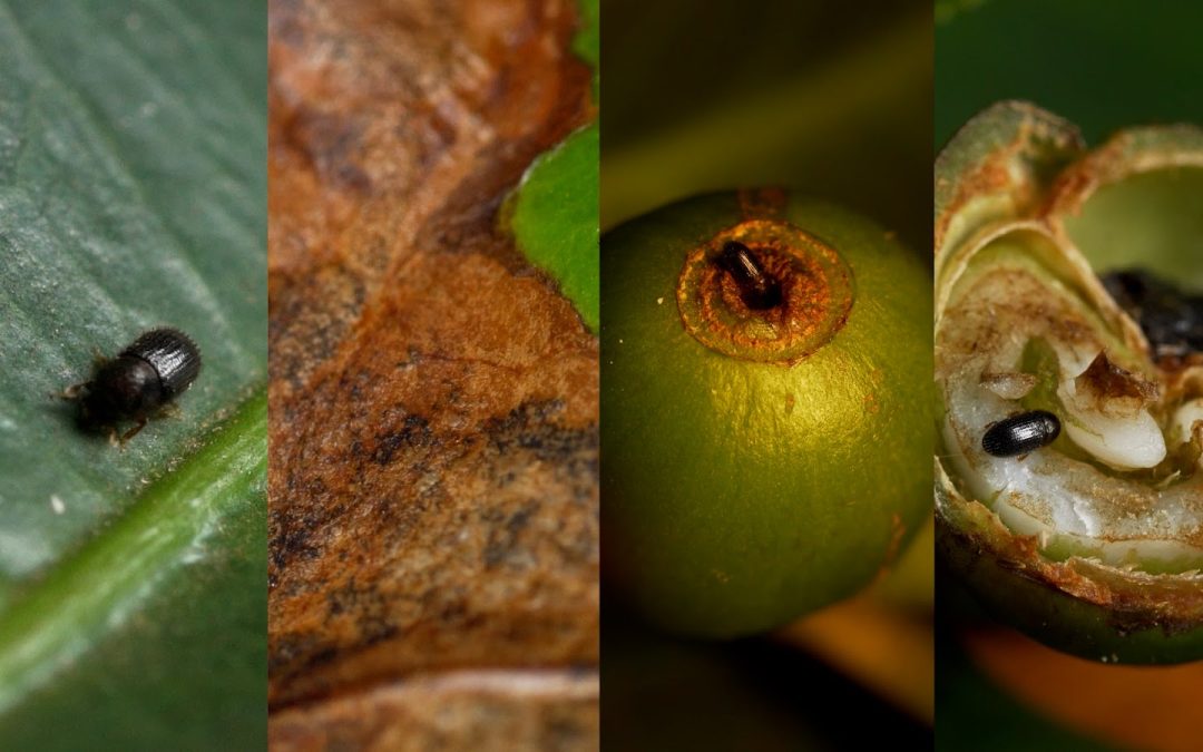 Syngenta lança produto inovador para manejo de pragas