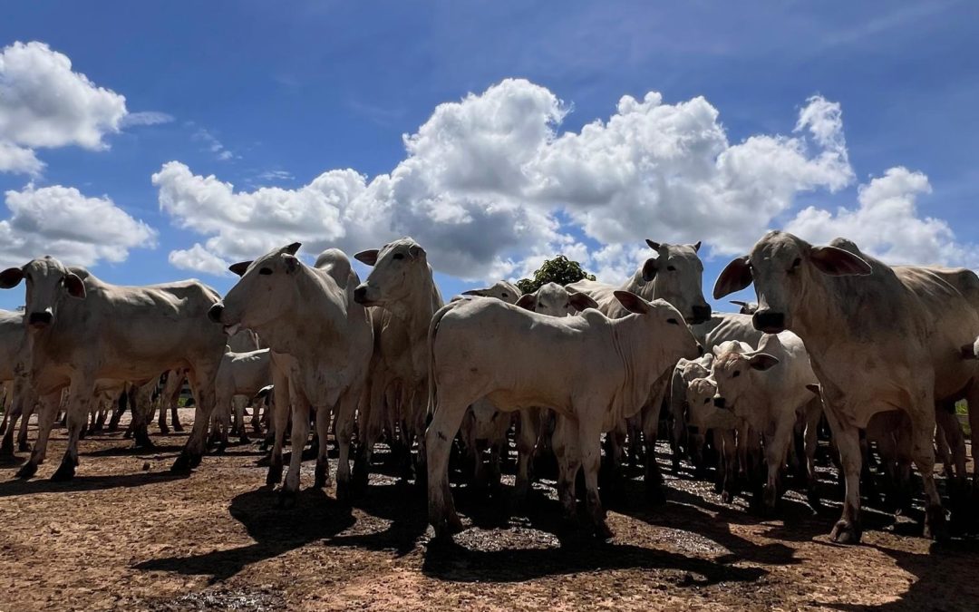 Preços do boi seguem em alta em várias praças