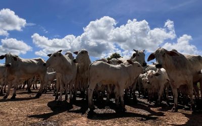 Preços do boi seguem em alta em várias praças