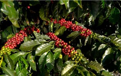 La Niña: menos chuvas no Sul e mais chuvas no Norte