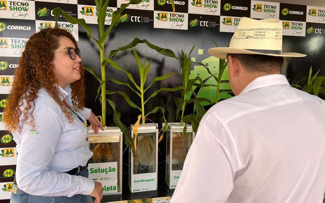 Milho: pesquisadores da Comigo destacam importância do manejo adequado