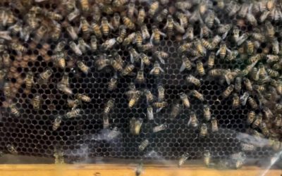 Tecnoshow: realidade virtual para apicultura é apresentada pelo Senar GO