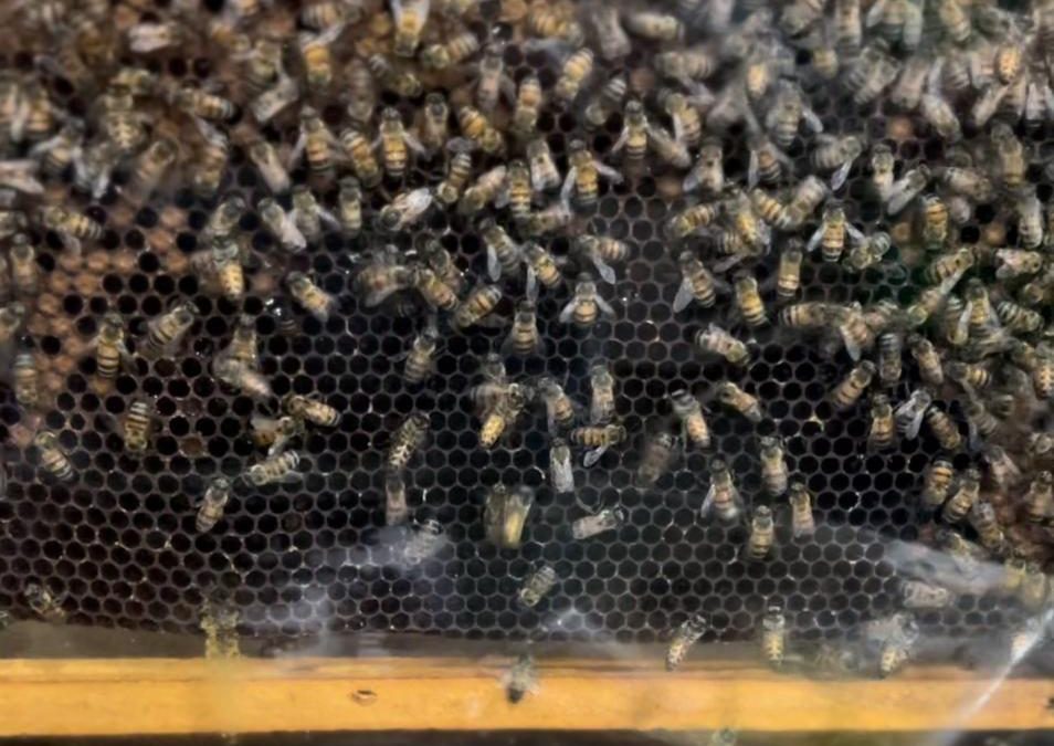 Tecnoshow: realidade virtual para apicultura é apresentada pelo Senar GO