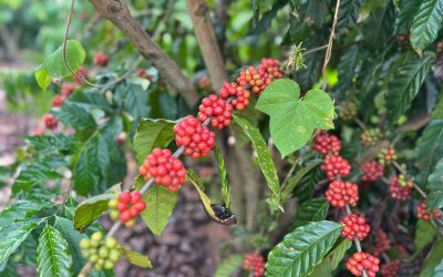Déficit hídrico e manejo eficiente: desafios para a cafeicultura brasileira