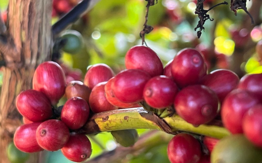 Governo Federal destina mais de R$6 bilhões para cafeicultura