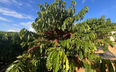Alta nas cotações e quebra do café Conilon