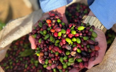 Café: Junho longe de geadas em Minas Gerais