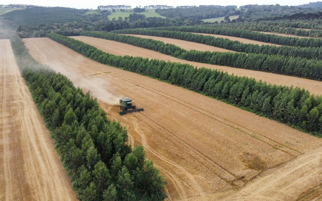 Colheita de cevada em sistema de integração com floresta