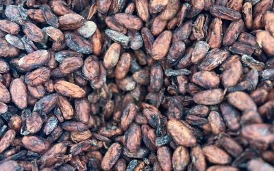 Desafios da produção de cacau e chocolate artesanal no Espírito Santo