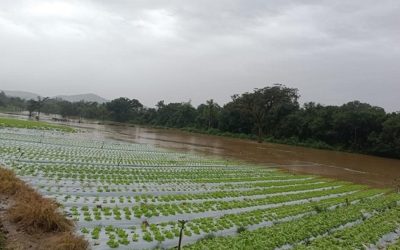 Embrapa amplia plano emergencial para o Rio Grande do Sul