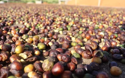 CAFÉ: altas temperaturas na pré-colheita preocupa produtores